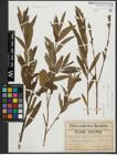 Foto von Salix purpurea L. x Salix viminalis L.